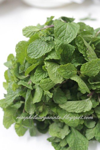 daun mint