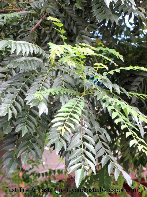 Manfaat Daun Kari/Daun Salam Koja/Daun Temuru JTT Manfaat Daun Kari/Daun Salam Koja/Daun Temuru JTT