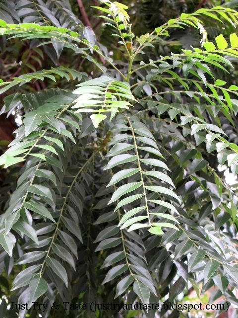 Manfaat Daun Kari/Daun Salam Koja/Daun Temuru JTT Manfaat Daun Kari/Daun Salam Koja/Daun Temuru JTT
